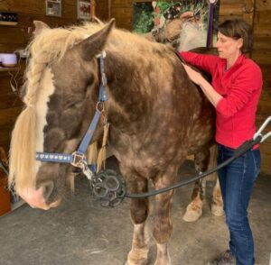Mesures de saddle-fitting sur le cheval